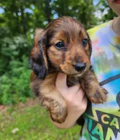 Apollo , a male Miniature Dachshund for sale in Hartville, MO – 2 of 10
