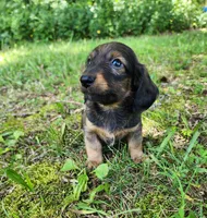 Bear, a male Miniature Dachshund for sale in Hartville, MO – 8 of 10