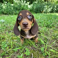 Wilbur, a male Miniature Dachshund for sale in Hartville, MO – 5 of 10