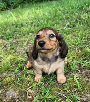 Athena , a female Miniature Dachshund for sale in Hartville, MO – 2 of 10