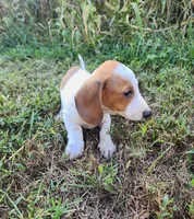 Ike, a male Miniature Dachshund for sale in Hartville, MO – 10 of 10