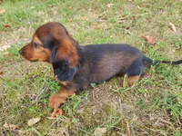 Duke, a male Miniature Dachshund for sale in Hartville, MO – 9 of 10