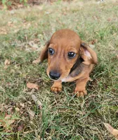 Dax, a male Miniature Dachshund for sale in Hartville, MO – 8 of 10