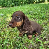 Willow, a female Miniature Dachshund for sale in Hartville, MO – 4 of 10