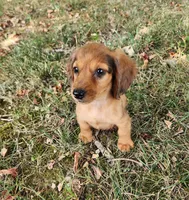 Eliot, a male Miniature Dachshund for sale in Hartville, MO – 5 of 10