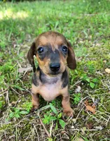 Bindi, a female Miniature Dachshund for sale in Hartville, MO – 1 of 10