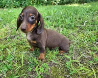 Wendy, a female Miniature Dachshund for sale in Hartville, MO – 2 of 10