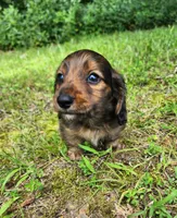 Apollo , a male Miniature Dachshund for sale in Hartville, MO – 5 of 10