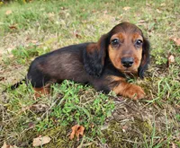 Duke, a male Miniature Dachshund for sale in Hartville, MO – 7 of 10