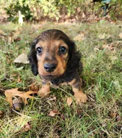 Gus, a male Miniature Dachshund for sale in Hartville, MO – 5 of 8