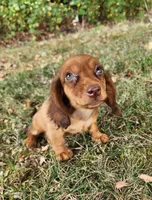 Eli , a male Miniature Dachshund for sale in Hartville, MO – 7 of 9