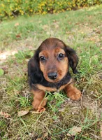 Duke, a male Miniature Dachshund for sale in Hartville, MO – 10 of 10