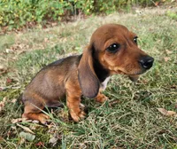 Dax, a male Miniature Dachshund for sale in Hartville, MO – 2 of 10