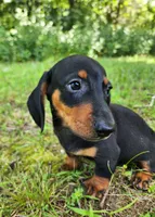 Walker, a male Miniature Dachshund for sale in Hartville, MO – 3 of 10