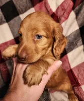 Jasper, a male Miniature Dachshund for sale in Hartville, MO – Photo 7 of 10