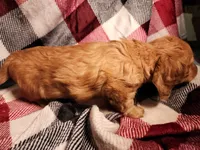 Jasper, a male Miniature Dachshund for sale in Hartville, MO – Photo 6 of 10