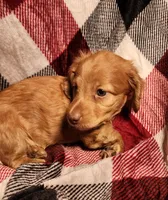 Jasper, a male Miniature Dachshund for sale in Hartville, MO – Photo 5 of 10