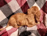 Jasper, a male Miniature Dachshund for sale in Hartville, MO – Photo 9 of 10