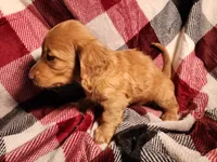 Jasper, a male Miniature Dachshund for sale in Hartville, MO – Photo 8 of 10