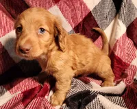 Jasper, a male Miniature Dachshund for sale in Hartville, MO – Photo 2 of 10