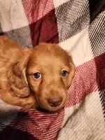 Jasper, a male Miniature Dachshund for sale in Hartville, MO – Photo 4 of 10