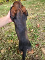 Duke, a male Miniature Dachshund for sale in Hartville, MO – 5 of 10