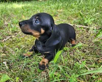 Boomer , a male Miniature Dachshund for sale in Hartville, MO – 3 of 10