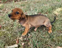 Daisy, a female Miniature Dachshund for sale in Hartville, MO – 7 of 7