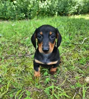 Walker, a male Miniature Dachshund for sale in Hartville, MO – 6 of 10