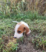 Indy, a male Miniature Dachshund for sale in Hartville, MO – 2 of 10