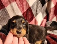 Kash, a male Miniature Dachshund for sale in Hartville, MO – Photo 7 of 10