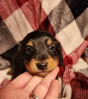 Kash, a male Miniature Dachshund for sale in Hartville, MO – Photo 2 of 10