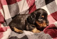 Kash, a male Miniature Dachshund for sale in Hartville, MO – Photo 9 of 10
