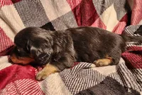 Kash, a male Miniature Dachshund for sale in Hartville, MO – Photo 4 of 10