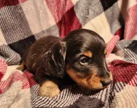 Kash, a male Miniature Dachshund for sale in Hartville, MO – Photo 8 of 10