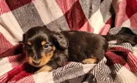 Kash, a male Miniature Dachshund for sale in Hartville, MO – Photo 10 of 10