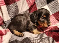 Kash, a male Miniature Dachshund for sale in Hartville, MO – Photo 1 of 10