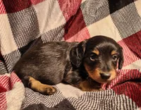 Kash, a male Miniature Dachshund for sale in Hartville, MO – Photo 6 of 10