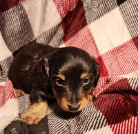 Kash, a male Miniature Dachshund for sale in Hartville, MO – Photo 5 of 10