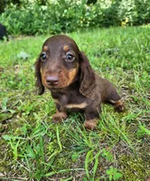 Willow, a female Miniature Dachshund for sale in Hartville, MO – 9 of 10
