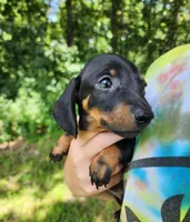 Boomer , a male Miniature Dachshund for sale in Hartville, MO – 5 of 10