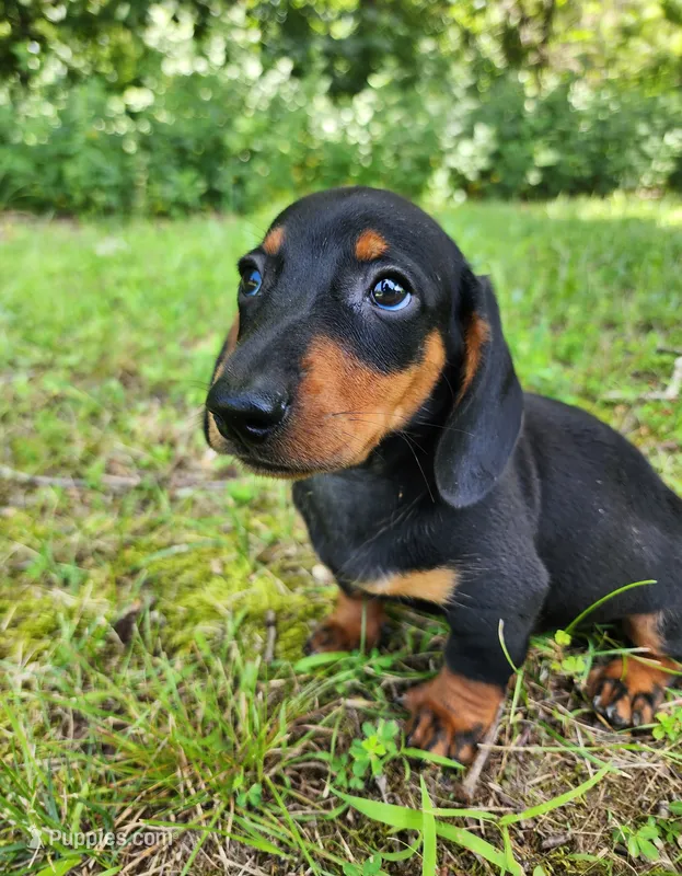 Walker – Miniature Dachshund puppy for sale in Hartville, MO