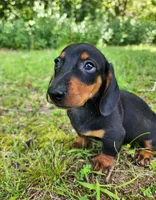 Walker, a male Miniature Dachshund for sale in Hartville, MO – 1 of 10