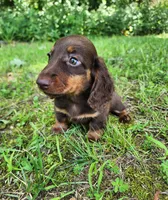 Willow, a female Miniature Dachshund for sale in Hartville, MO – 7 of 10