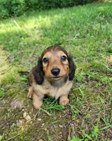 Athena , a female Miniature Dachshund for sale in Hartville, MO – 3 of 10