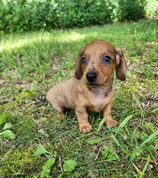 Banjo, a male Miniature Dachshund for sale in Hartville, MO – 9 of 10