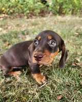 Felix, a male Miniature Dachshund for sale in Hartville, MO – 3 of 10