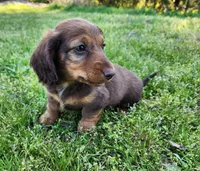 Teddy , a male Miniature Dachshund for sale in Hartville, MO – Photo 8 of 10