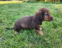 Teddy , a male Miniature Dachshund for sale in Hartville, MO – Photo 10 of 10