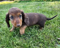 Teddy , a male Miniature Dachshund for sale in Hartville, MO – Photo 5 of 10